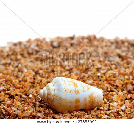 Shell Of Cone Snail On Sand