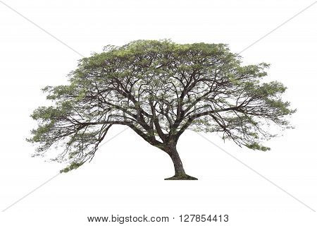 Tropical tree isolated on white background for decorated idea natural design.