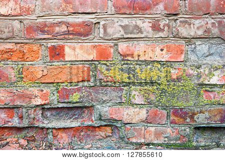 Lichen on a brick wall. Ancient red brick wall with moss as a background. Texture of old wall covered with dry moss. Close-up texture of old brick walls covered with spot of yellow-green moss