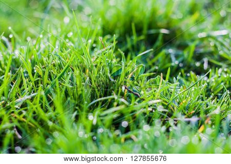 grass background green  nature spring lawn summer growth morning lawn freshness field dew garden flora