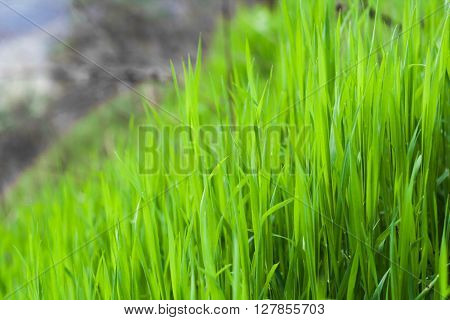 grass background green  nature spring lawn summer growth morning fresh natural