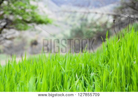 Fresh green spring grass with dew drops closeup