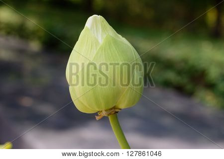 green budding lotus flowers. green budding lotus