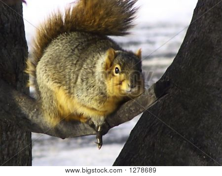 Squirrel2