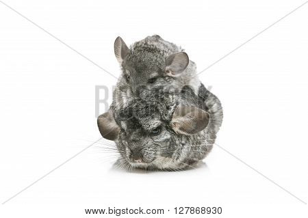 Chinchilla mother with baby sitting isolated over white background. Copy space.