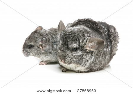 Chinchilla mother with baby sitting isolated over white background. Copy space.
