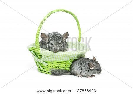Chinchilla mother with baby sitting in green basket isolated over white background. Copy space.