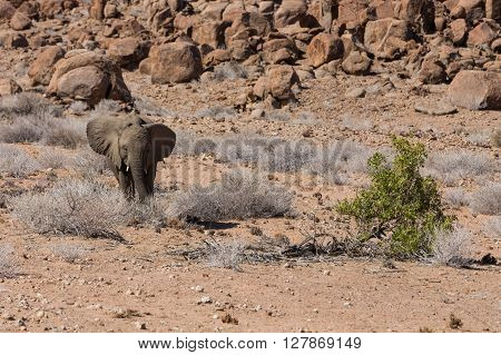 Baby desert elephant (Loxodonta africana) approaching green branch for eating lunch in the dusty and sandy Namibia.