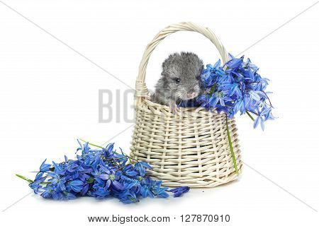Chinchilla baby sitting in basket with blue flowers isolated over white background. Copy space.
