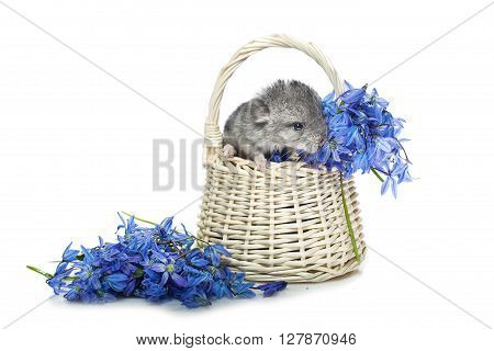 Chinchilla baby sitting in basket with blue flowers isolated over white background. Copy space.