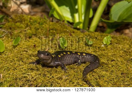 A close up of a Spotted Salamander crawling over a bed of moss near the vernal pool.