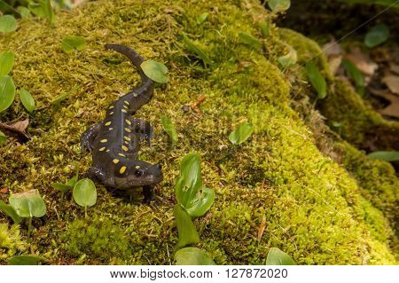 A Spotted Salamander crawling over a bed of moss.