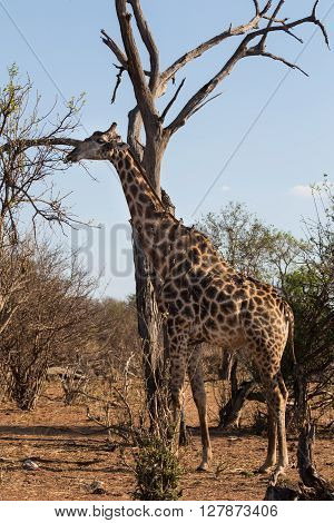 Angolan giraffe eating leafs from a high branch. African tickbirds sitting on its back. Okavango Delta of Botswana Africa.