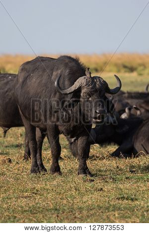 Bird (African Tickbird) sitting on african cape buffalos head. Okavango Delta Botswana Africa.