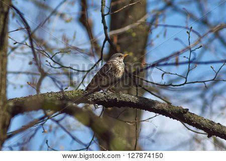 Song Thrush on a branch of a tree in the forest.