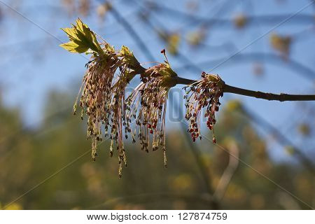 Expands bud maple woods in the spring.
** Note: Visible grain at 100%, best at smaller sizes