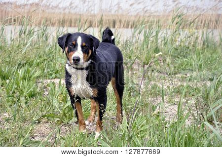 Appenzell cattle dog running on the green grass