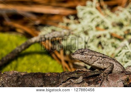A close up of a baby Eastern Fence Lizard.