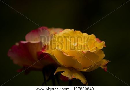 Yellow and red roses in the garden.