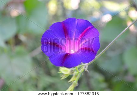 Blue morning glory in the morning in the garden