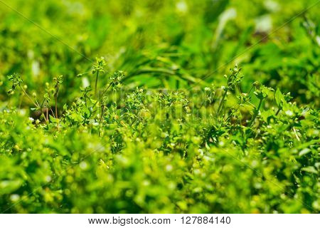 Closeup of grass Chickweed (Stellaria media) during flowering.