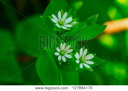 Closeup of grass Chickweed (Stellaria media) during flowering.