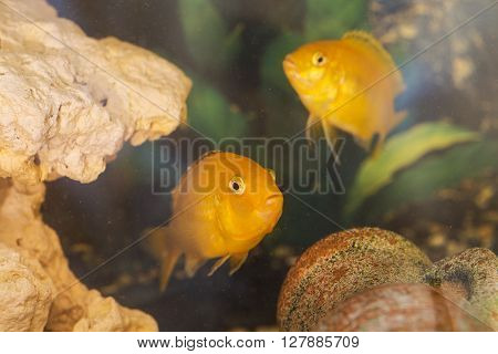 Labidochromis yellow in aquarium water close up