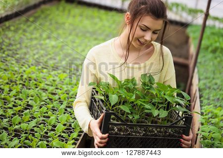 Farmer Girl Holding A Box Of Green Seedlings In Greenhouse