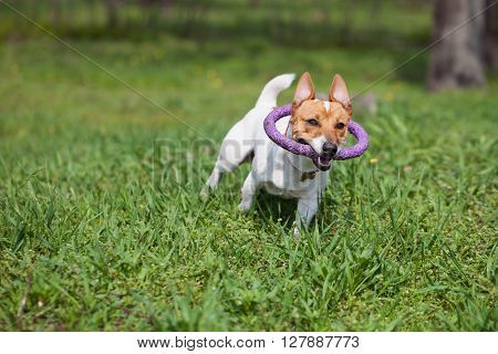 Jack Russell Dog Running With Puller Toy In Green Park