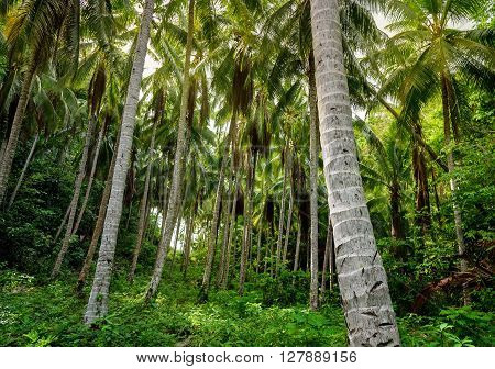Palm Trees In Tropical Forest