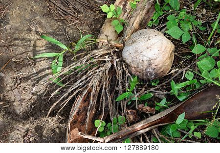 Coconut with roots in tropical forest. Kadidiri island. Togean Islands. Central Sulawesi. Indonesia