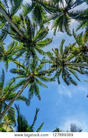 Palm Trees In Tropical Forest