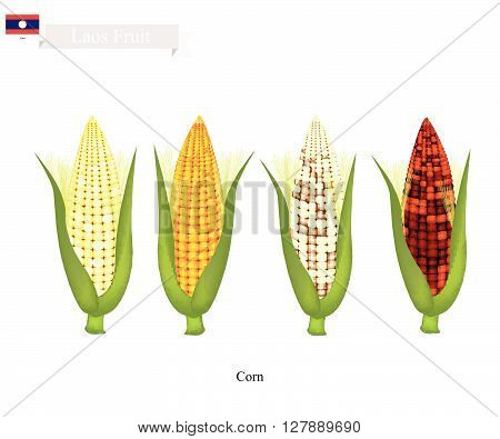 Laos Fruit Illustration of Fresh Corns. One of The Most Popular Fruits in Laos.