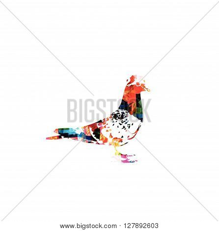 Vector illustration of colorful pigeon isolated on white