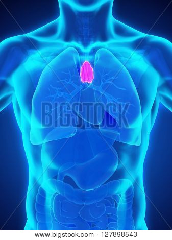 Human Thymus Anatomy Illustration . 3D render