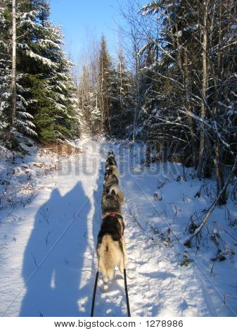 Sombras dogsledding y humanas - Quebec