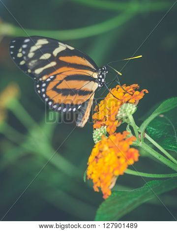 Vintage style image of an orange butterfly