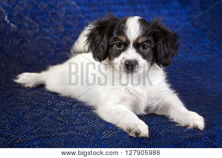 Cute puppy of the Continental Toy spanielo - Phalene -n a blue background