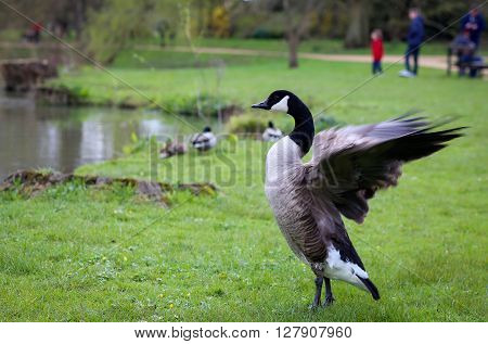 Canadian goose flapping wings in Oxford University Parks on the banks of River Cherwell
** Note: Visible grain at 100%, best at smaller sizes