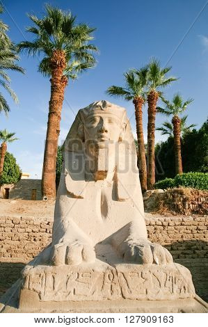 landmark front sculpture of sphinx statue face human-headed with pharaoh Nekhtanebo in avenue monument between Luxor and Karnak temples in Thebes ancient city Egypt Africa