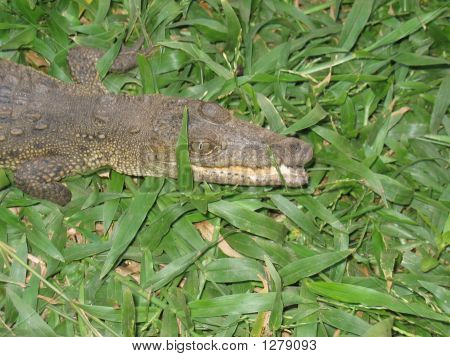Wild CaïMan Approaching - Puerto Angel - Mexico
