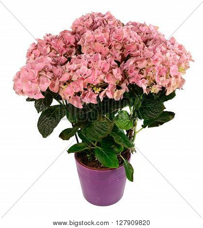Pink hydrangeas in pot isolated on white.