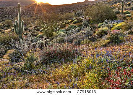 Blooming Sonoran Desert catching day's last rays.