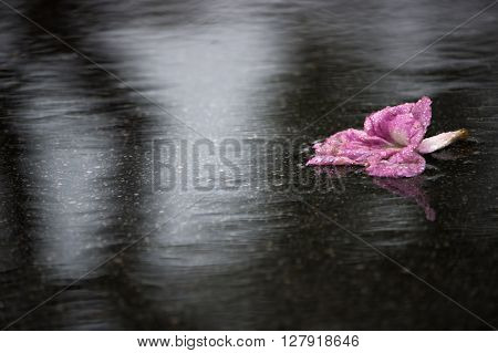 A piece of pink poui flower lying on concrete ground in rain.
** Note: Soft Focus at 100%, best at smaller sizes