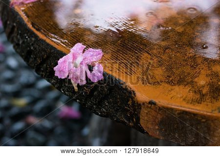 A piece of pink poui flower on edge of a stone table going to fall.
