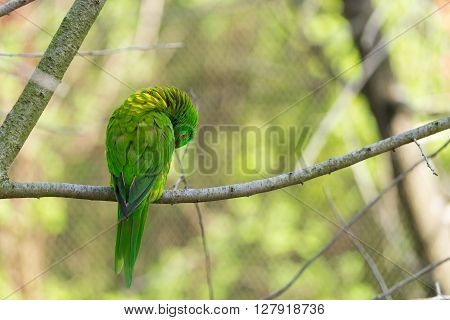 Green parrot on branch. Parrot cleaning itself. Self cleaning parrot on branch. Tree with green parrot.