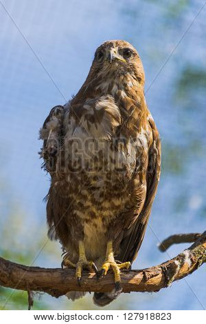 Injured buzzard. Buzzard on branch. Injured wing of buzzard. Sad buzzard on branch.