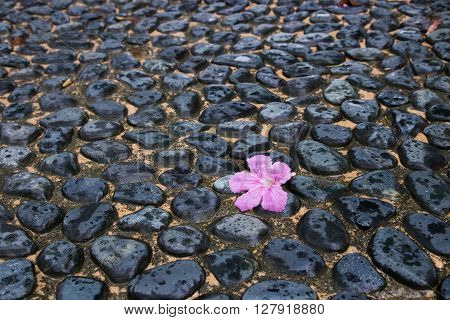 A piece of pink poui flower lying on ground made of pebbles and concrete in rain.