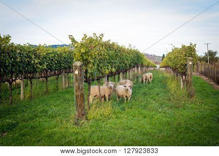 Sheep in Vineyard in Gisborne, New Zealand