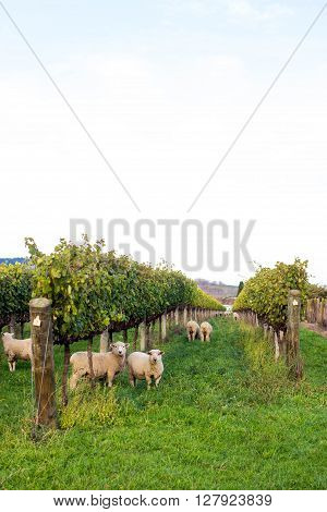 Sheep in Vineyard in Gisborne, New Zealand
